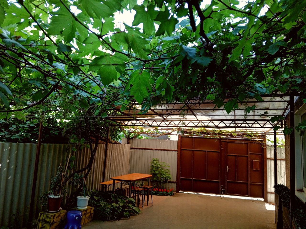 Двор с виноградом